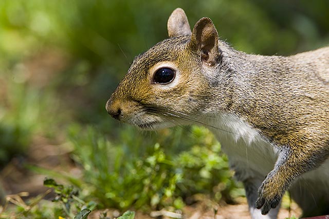 Gray Squirrel 