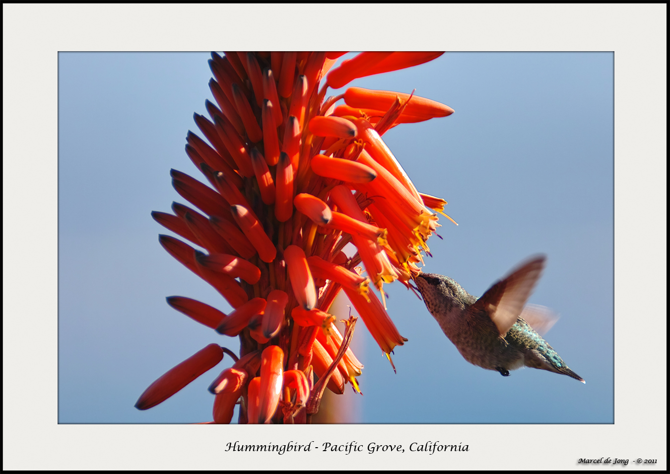 Hummingbird