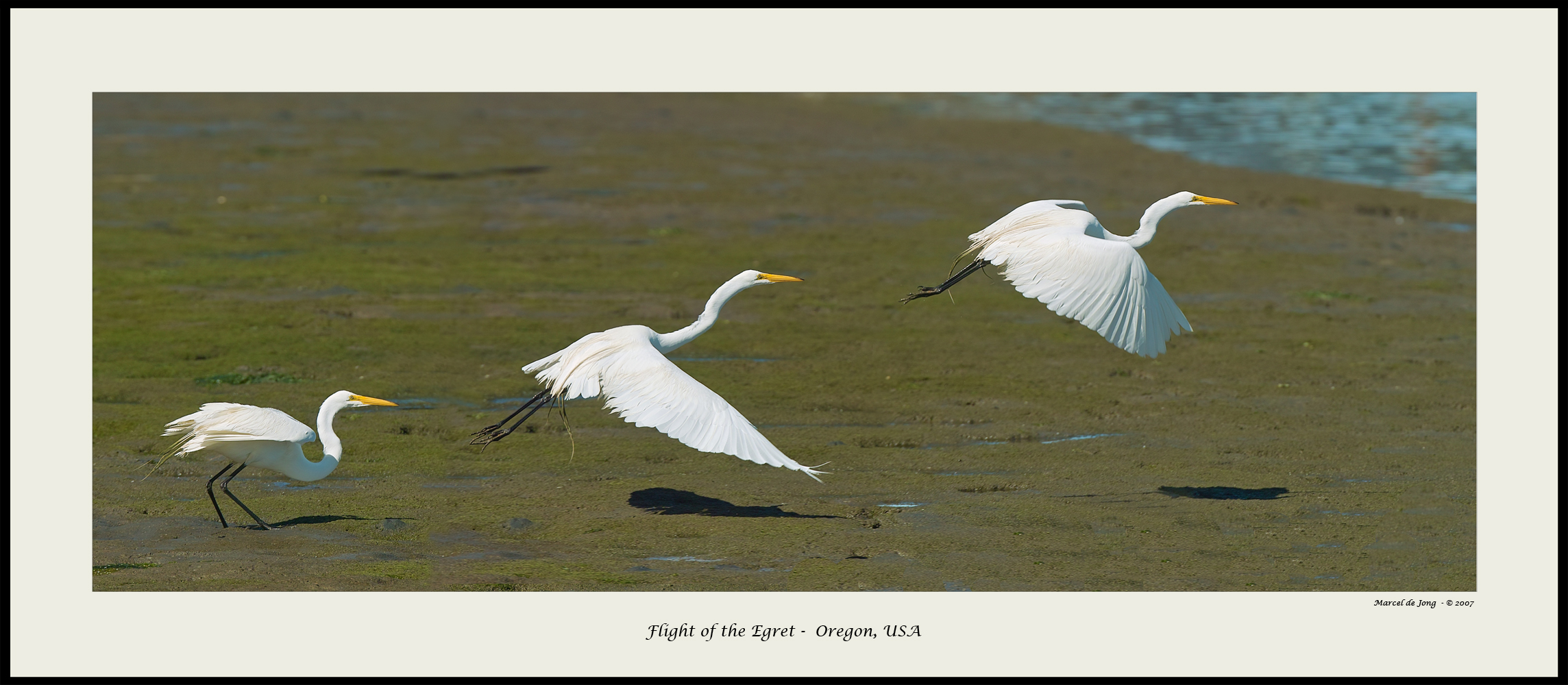Egrets