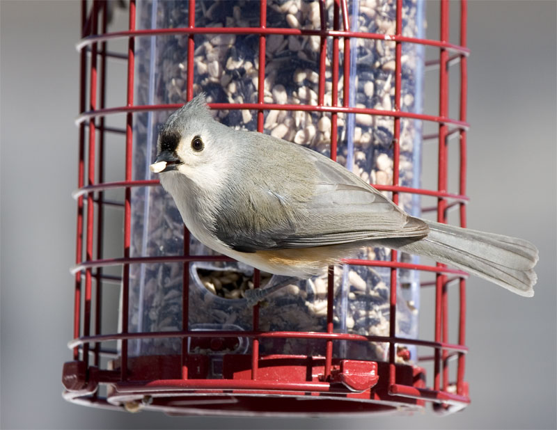 Tufted Titmouse