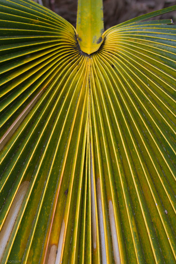 c3110 Loulu, Kauai Palm