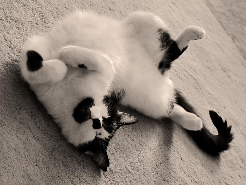 Immodest
