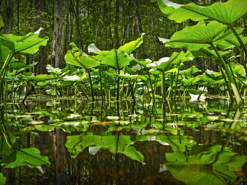 Watery Grove