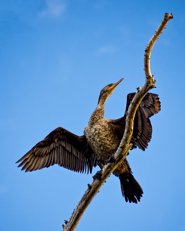 Anhinga from Below