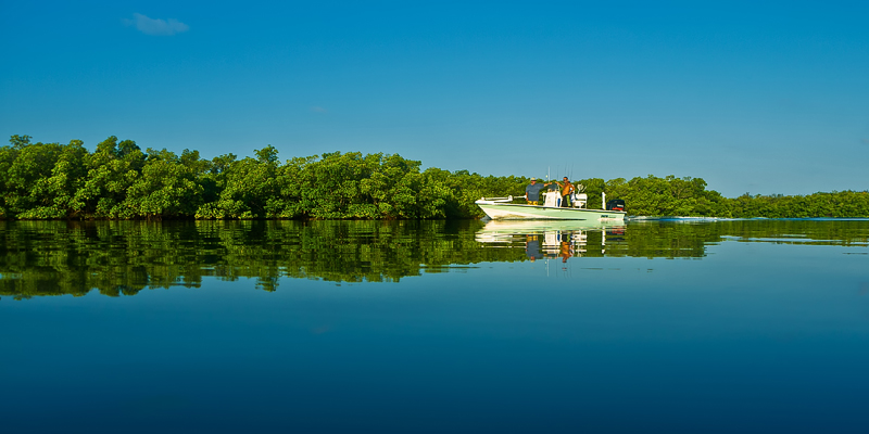 Clear and Calm among the Mangroves