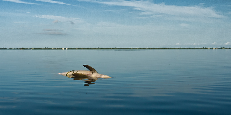 Death of a Dolphin