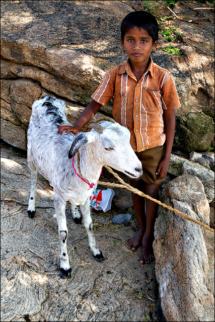 My Goat