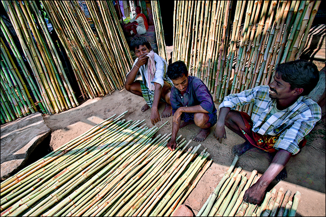 Bamboo