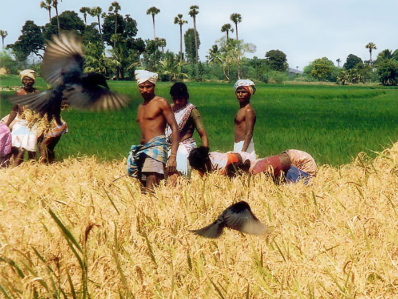 Harvest