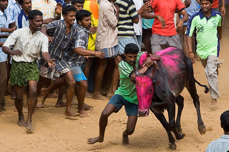 Jallikattu - Taming he bull