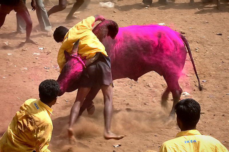 The purple bull
