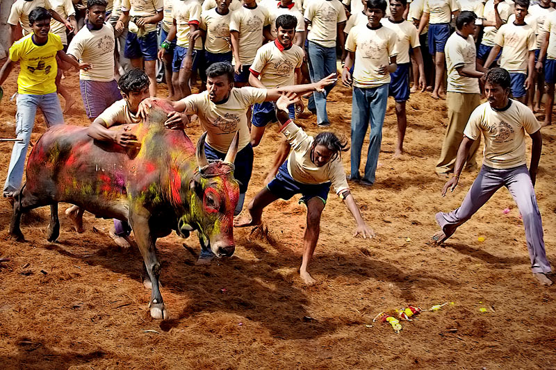 Taming the bull