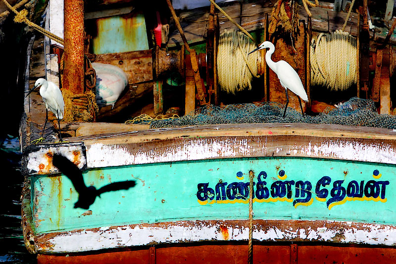Intruders on the Kaangiendra Thevan