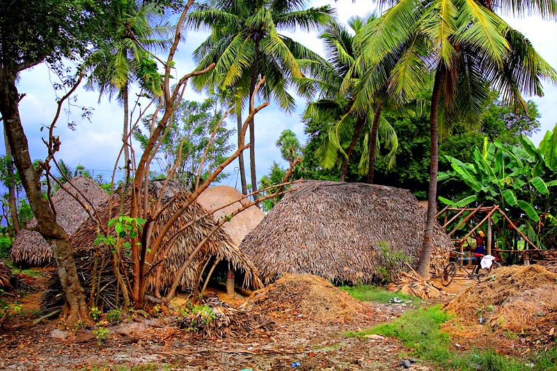 Farmers palm leafs huts