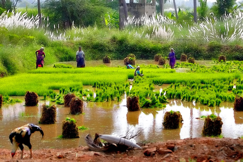 Breeding pound of the young rice