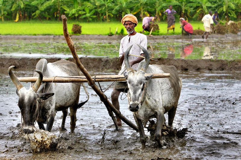 Leveling the ploughed mud