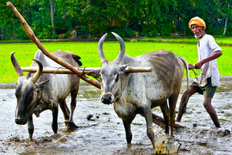 Turning the bullocks