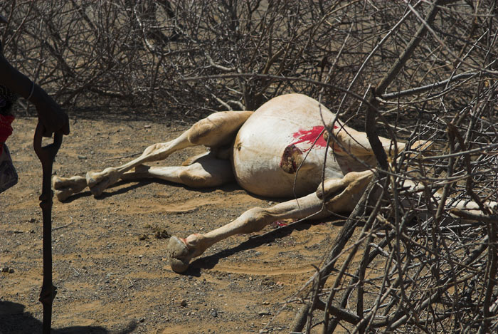 turkana reprised: camel slaughter