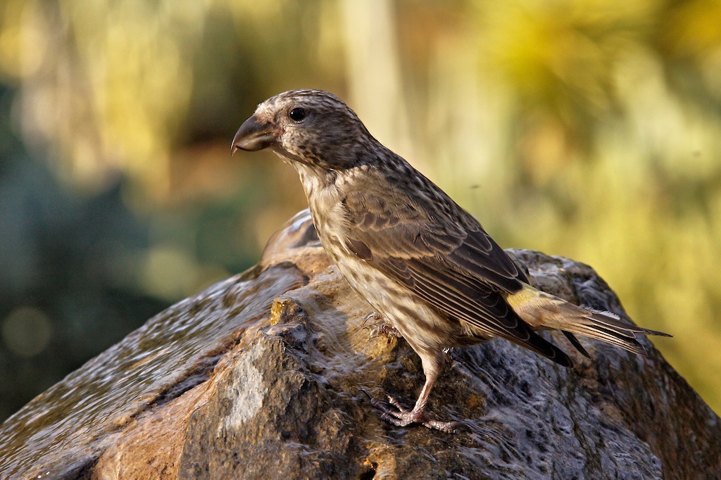 birds 1.jpg