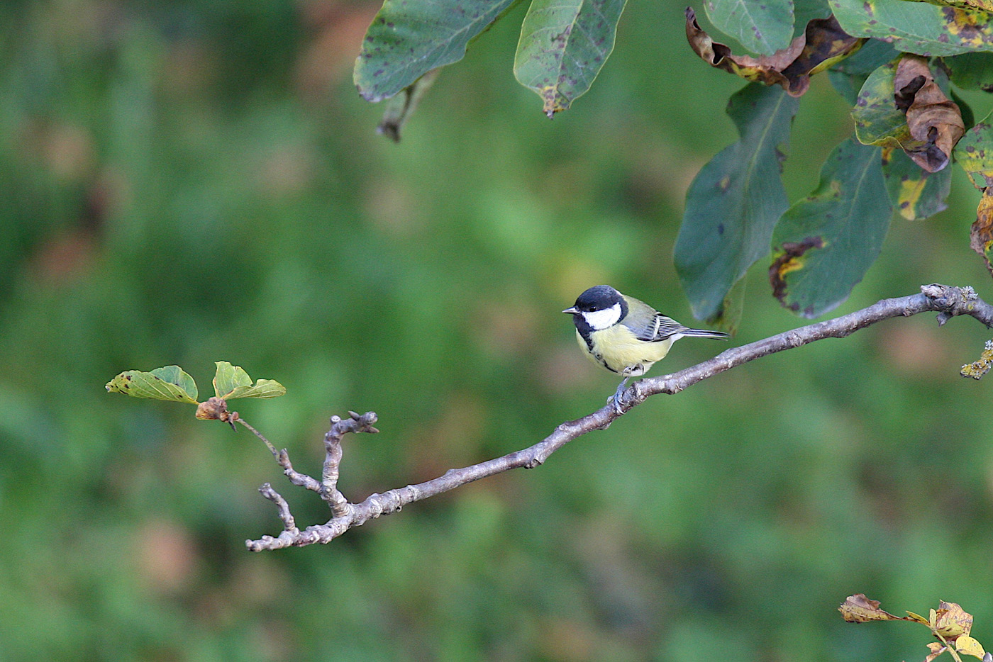 oiseau