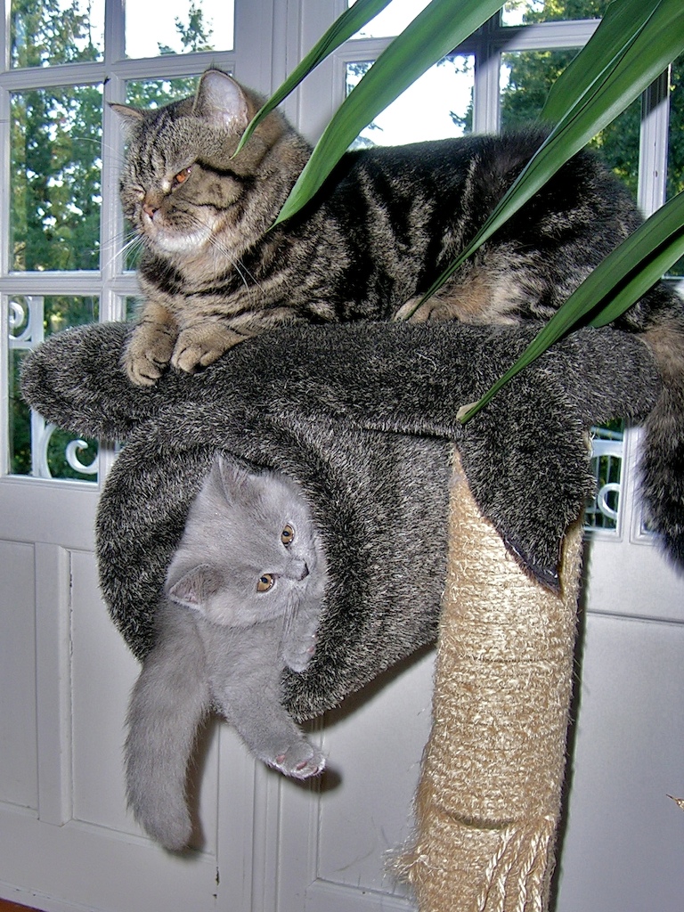 sansomvelours.jpg