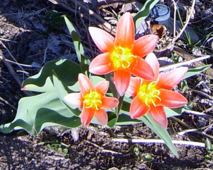Species Tulips