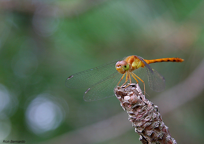 DRAGON FLY