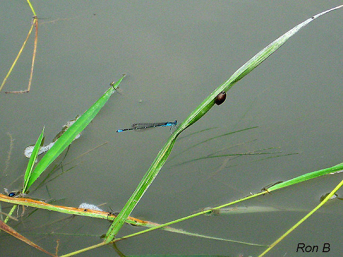 DAMSEL FLY