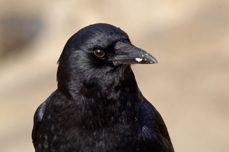 Pacific Grove Resident