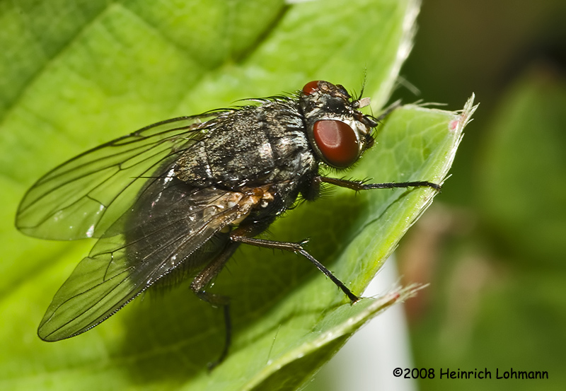 GP7327-Flesh Fly.jpg
