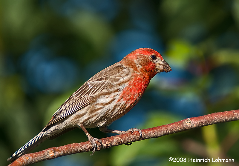 GP8122-House Finch male.jpg