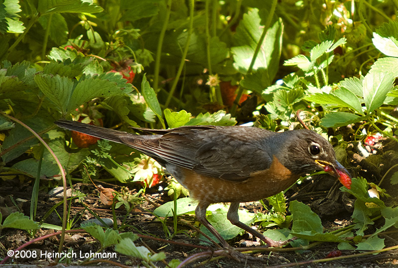 GP8620-Robin in strawberry patch.jpg