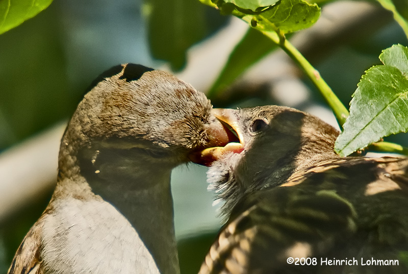 GP8701-House Sparrow.jpg