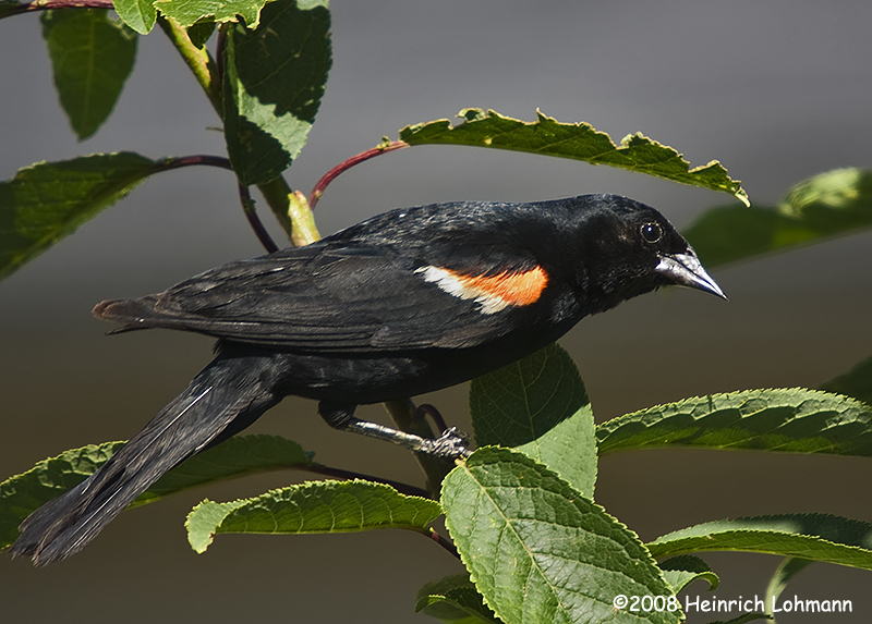 GP8720-Red-winged Blackbird male.jpg