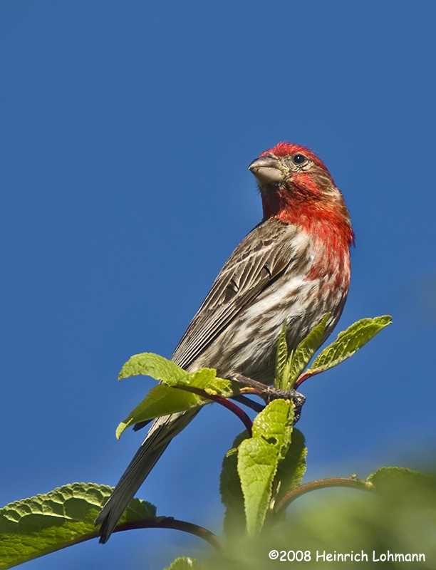 GP8762-House finch male.jpg