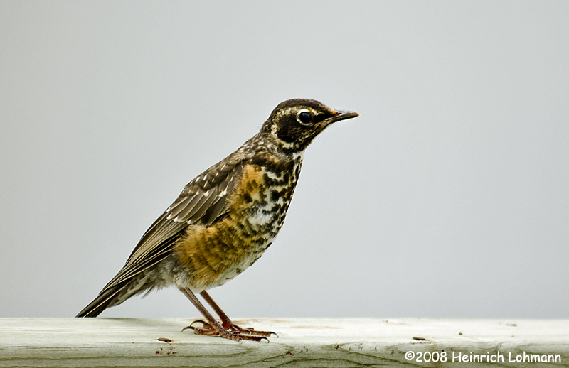 GP9241-American Robin (immature).jpg