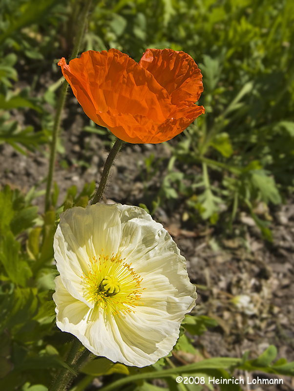 GP8913-Poppies.jpg