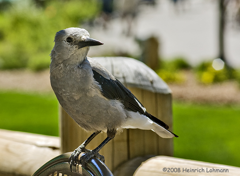 GP8973-Clarks Nutcracker.jpg