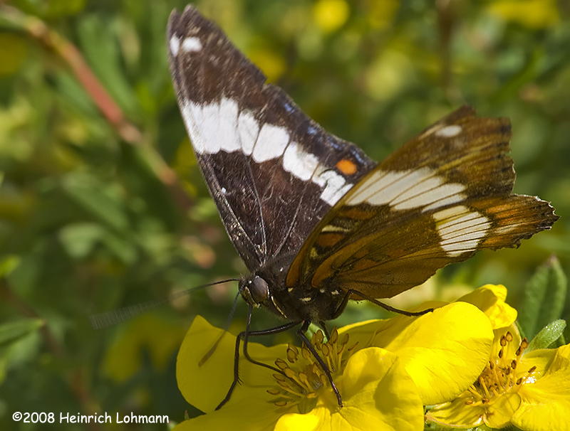 GP9327-White Admiral.jpg