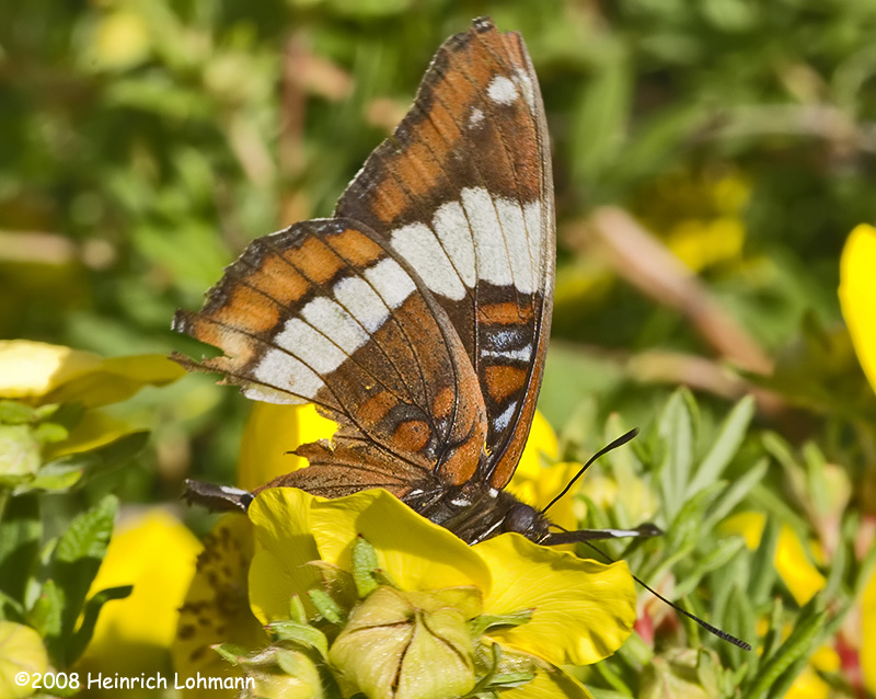 GP9341-White Admiral.jpg