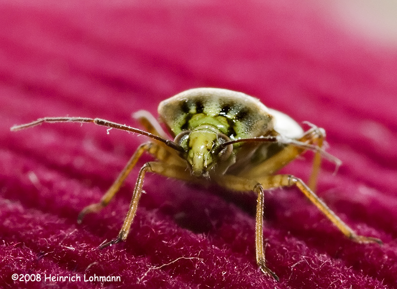 GP9352-Tarnished Plant Bug.jpg