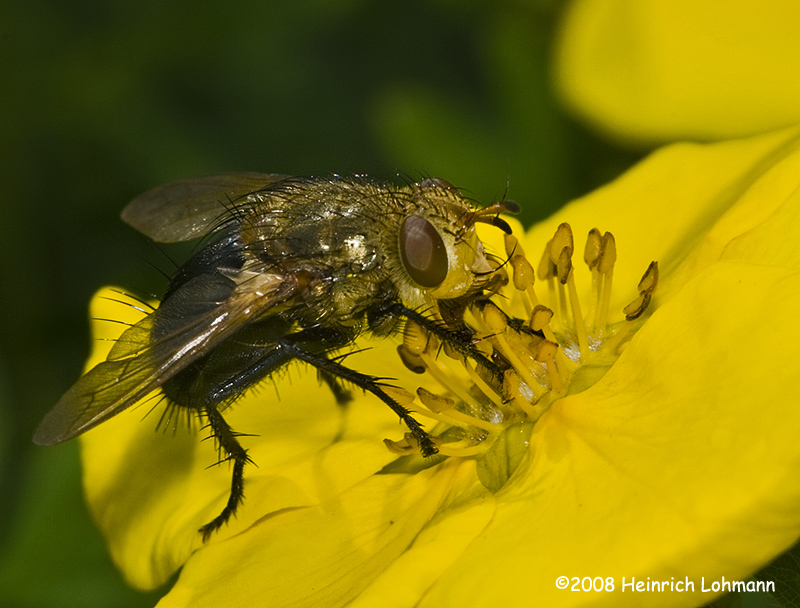 GP9408-unidentified fly.jpg
