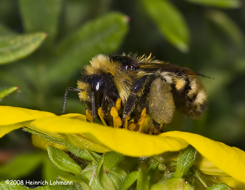 GP9424-Golden Northern Bumble Bee.jpg