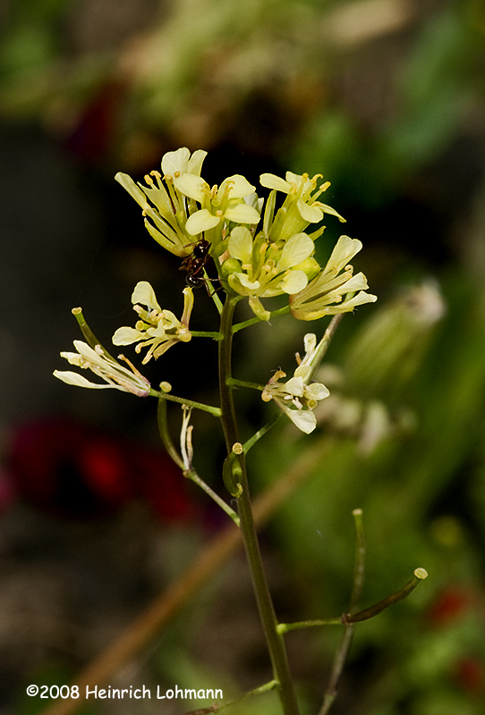 GP9448-weed.jpg