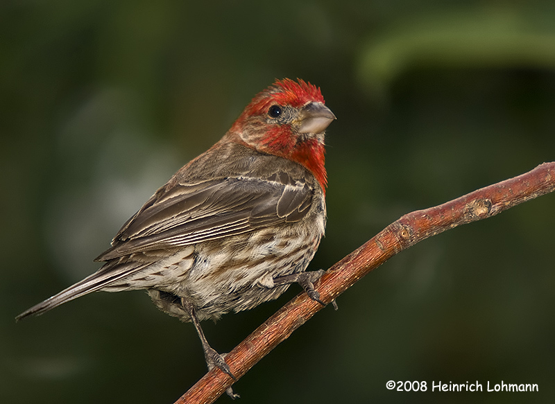 GP9516-House Finch male.jpg