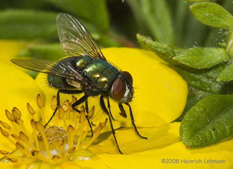 GP9637-Green Bottle Fly.jpg