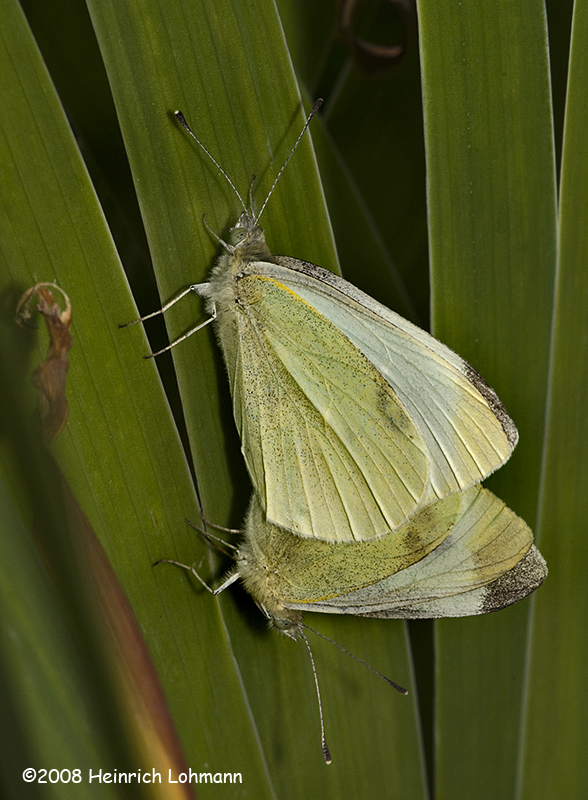 GP9838-European Cabbageflies-mating.jpg
