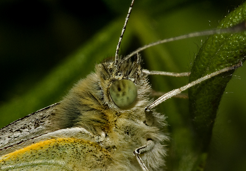 GP9857-European Cabbage Butterfly.jpg