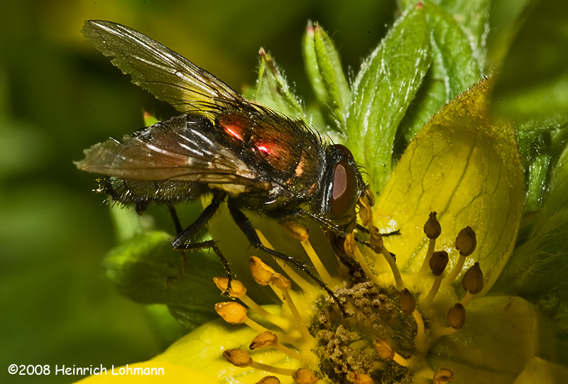 GP9924-unidentified Fly.jpg