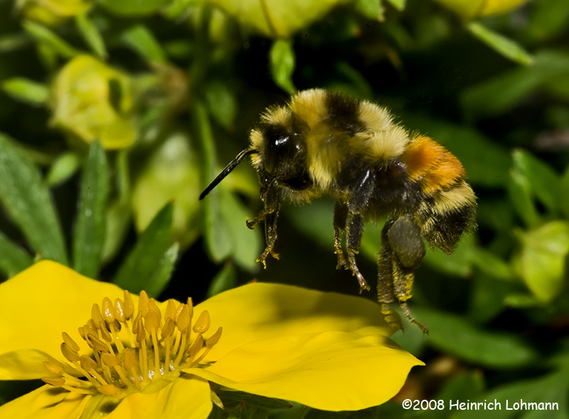 GP9932-Red-tailed Bumble Bee.jpg